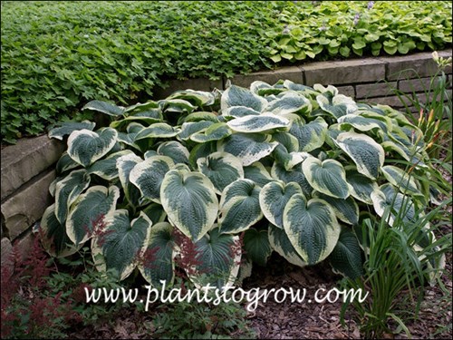 A nice large mature clump